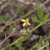 Cleome aspera J.Koenig ex DC.
